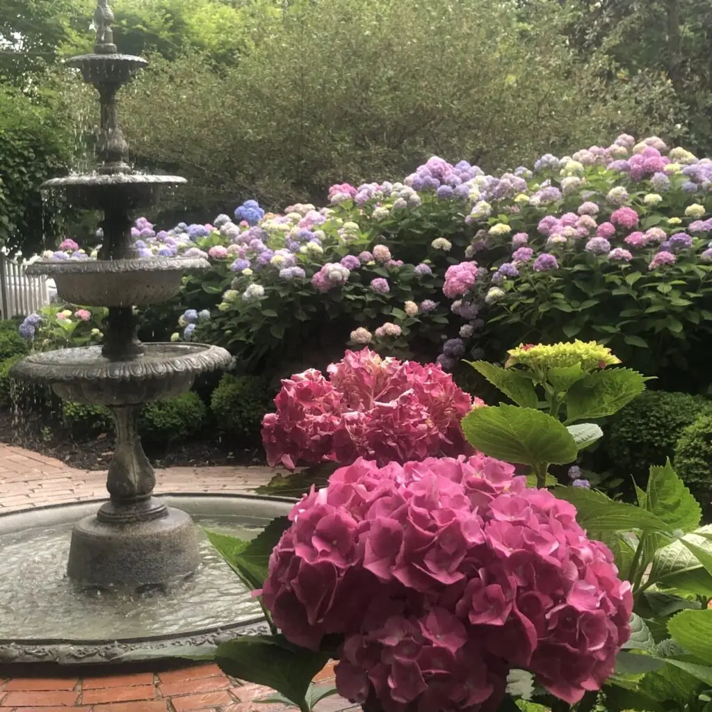 Three-tier cast garden fountain running beside masses of pink, blue, and purple hydrangeas — before the fountain pump failed.